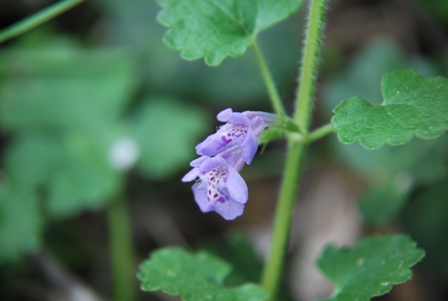 Glechoma hederacea